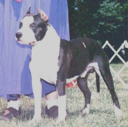 picture of dog