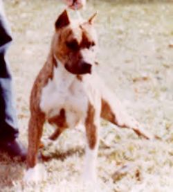 picture of dog