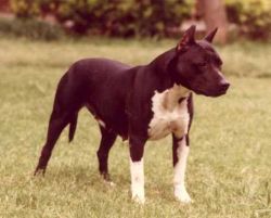 picture of dog