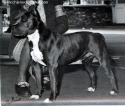 picture of dog