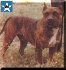picture of dog