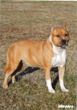 picture of dog