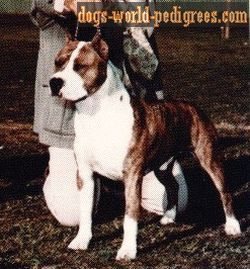 picture of dog