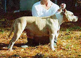 picture of dog