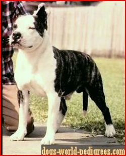 picture of dog