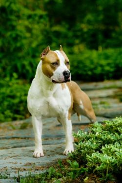 picture of dog