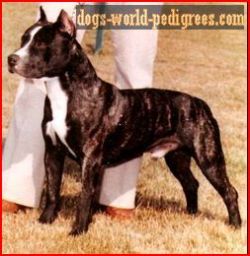 picture of dog
