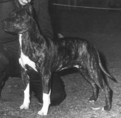 picture of dog
