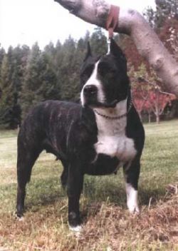 picture of dog