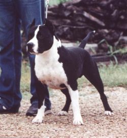 picture of dog