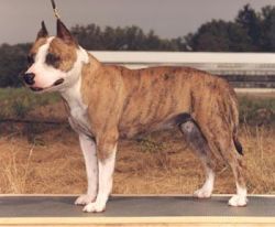 picture of dog