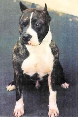 picture of dog