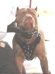 picture of dog