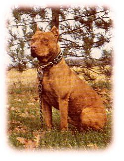 picture of dog
