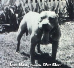 picture of dog