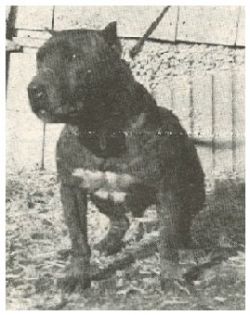 picture of dog