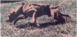 picture of dog