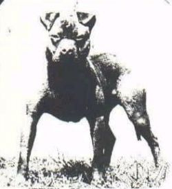 picture of dog