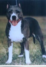 picture of dog