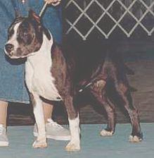 picture of dog