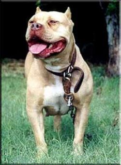 picture of dog