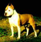 picture of dog