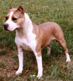 picture of dog