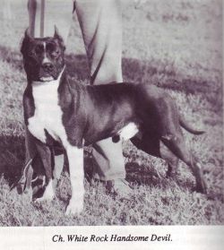 picture of dog
