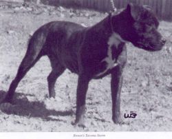 picture of dog
