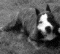 picture of dog
