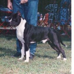picture of dog