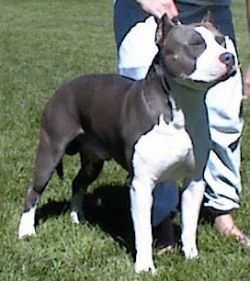 picture of dog