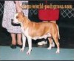 picture of dog