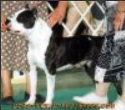 picture of dog