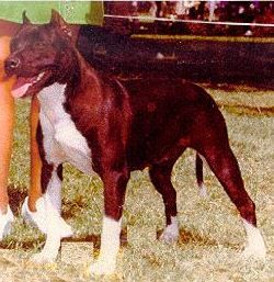 picture of dog