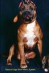 picture of dog