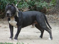 picture of dog