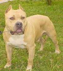 picture of dog
