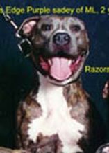 picture of dog