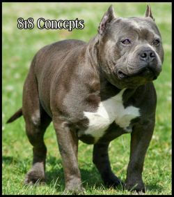 picture of dog