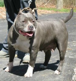 picture of dog
