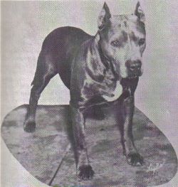 picture of dog