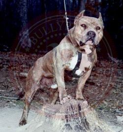 picture of dog