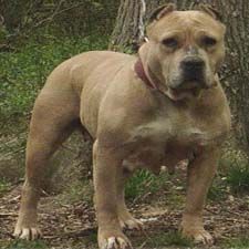 picture of dog