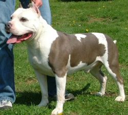 picture of dog