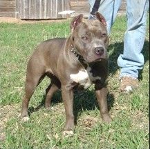 picture of dog