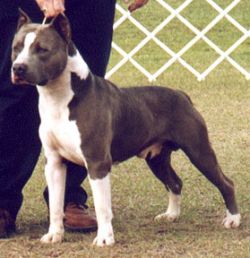 picture of dog