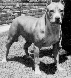 picture of dog