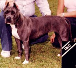 picture of dog