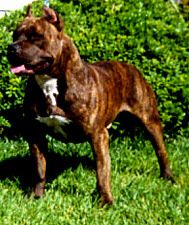 picture of dog